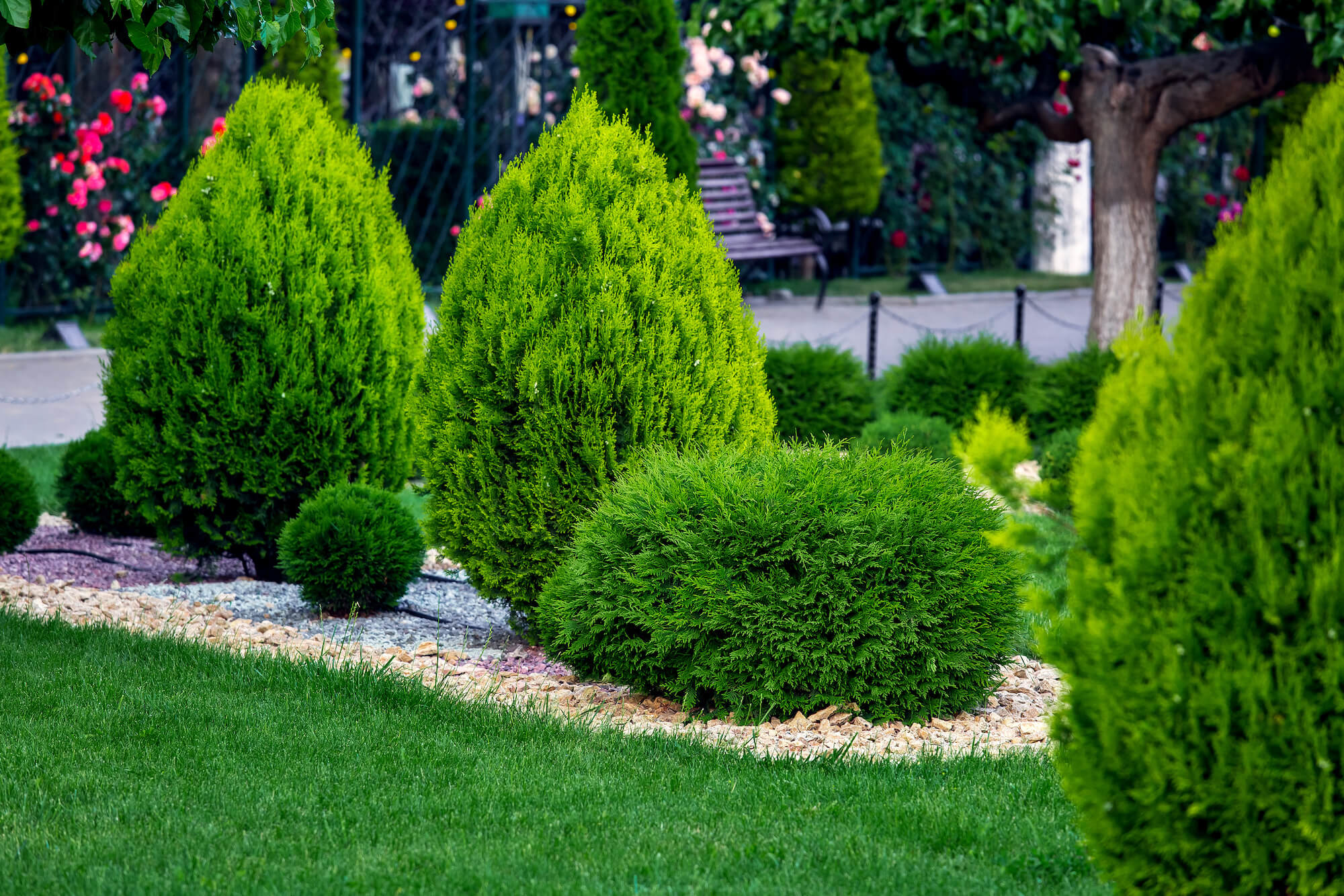 Taille de haie autour d’un jardin résidentiel