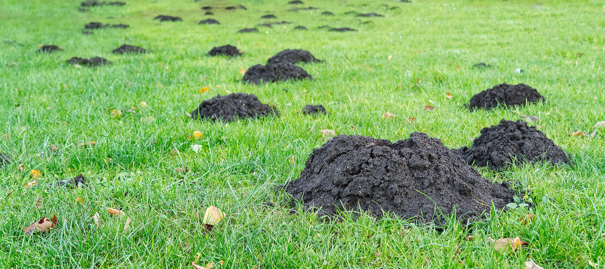 Trous de taupes dans une pelouse – lutte anti-taupes