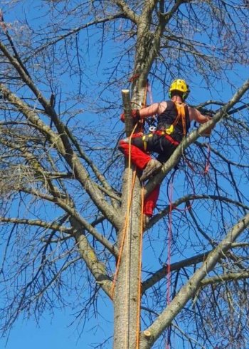 Élagage d’un arbre – arboriste au travail