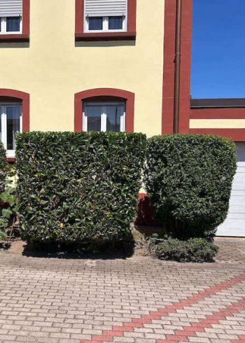 Haie taillée devant maison – entretien
